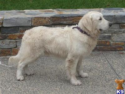 Stud Dogs in VA