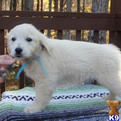 Puppies in VA