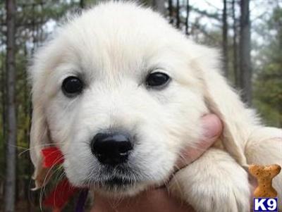 Puppies in VA