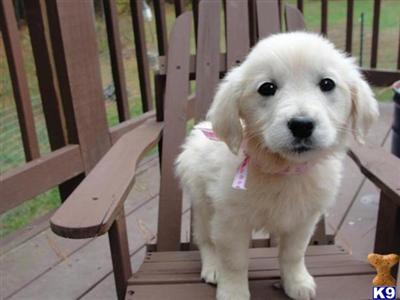 Puppies in VA