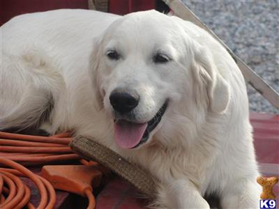 Dogs - Golden Retriever