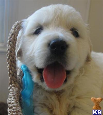 Puppies for Sale