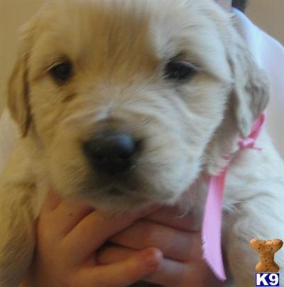 Puppies for Sale