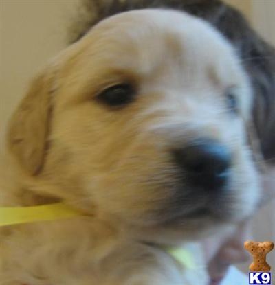 Puppies for Sale