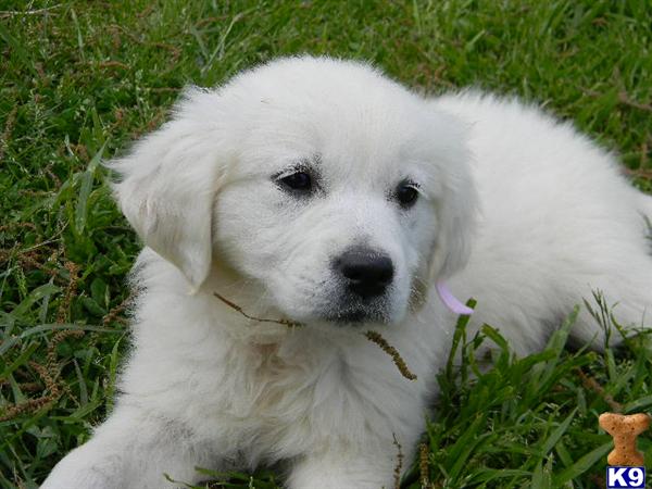 golden retriever puppies in the snow. Golden Retriever Puppies in VA