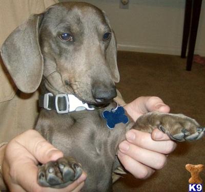 Stud Dogs - Dachshund
