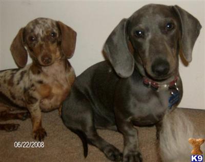 Stud Dogs - Dachshund