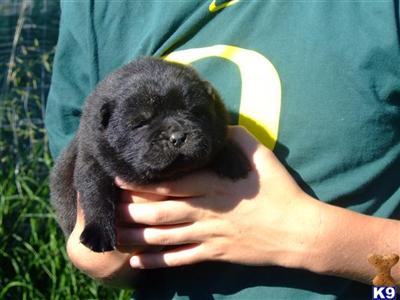 Chow Chow Puppies for Sale