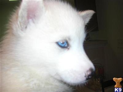 Siberian Husky Puppies for Sale