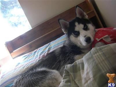 Siberian Husky Puppies for Sale