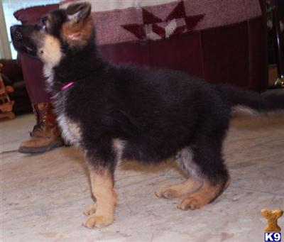 Puppies in WA