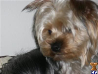 Stud Dogs - Yorkshire Terrier