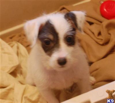 Parson Russell Terrier Puppies for Sale