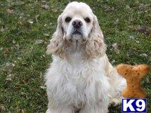 Dogs for Sale in MO