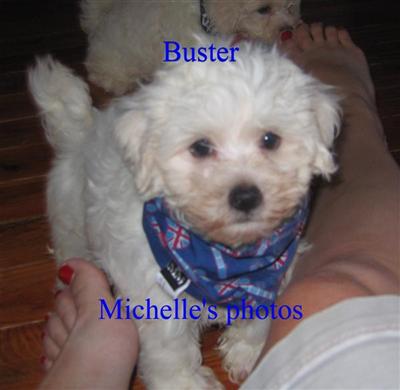 Puppies in MO