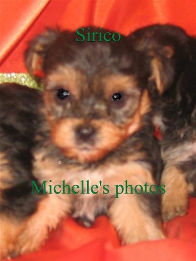 Mixed Breed Puppies for Sale