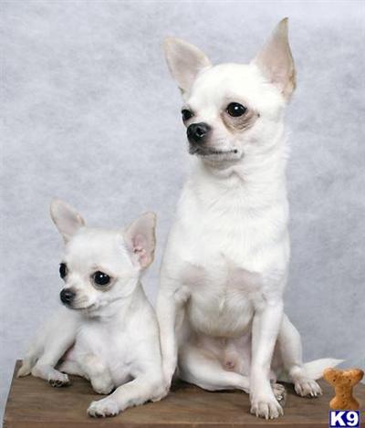 Dogs - Chihuahua
