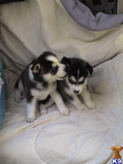 Siberian Husky Puppies for Sale