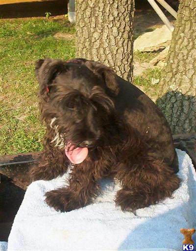 Stud Dogs - Miniature Schnauzer