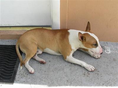 Stud Dogs - Bull Terrier