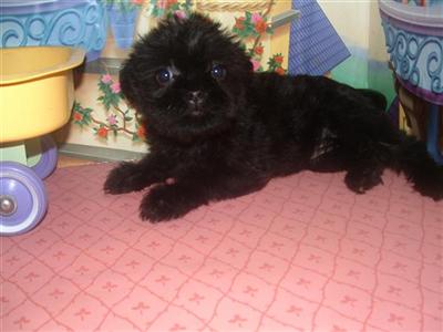 Affenpinscher Puppies for Sale