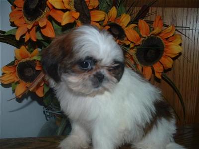 Puppies in KS