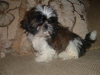 Shih Tzu Puppies for Sale