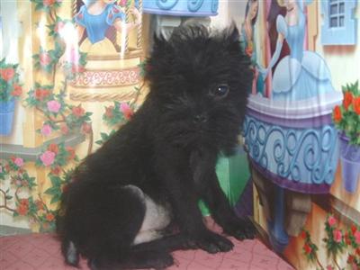 Puppies in KS