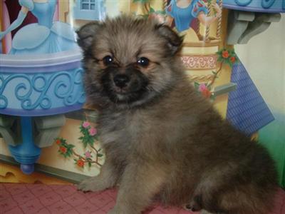 Puppies in KS