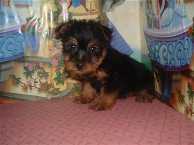 Puppies in KS