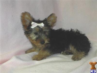 Yorkshire Terrier Puppies for Sale