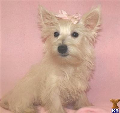 West Highland White Terrier Puppies for Sale