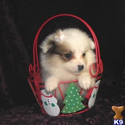 American Eskimo Dog Puppies for Sale