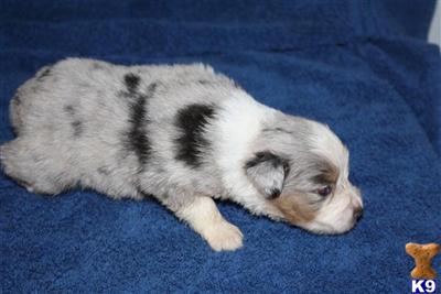 Miniature Australian Shepherd Puppies for Sale