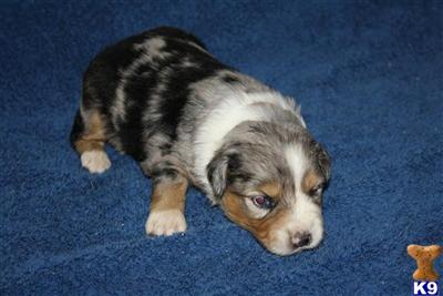Miniature Australian Shepherd Puppies for Sale