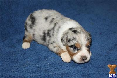 Miniature Australian Shepherd Puppies for Sale