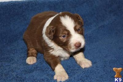 Miniature Australian Shepherd Puppies for Sale