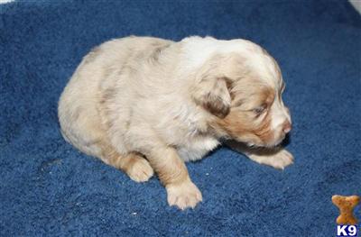 Miniature Australian Shepherd Puppies for Sale