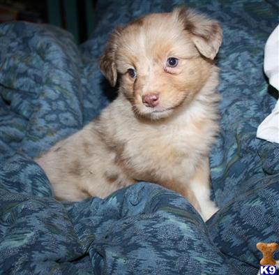 Miniature Australian Shepherd Puppies for Sale