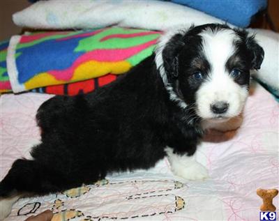 Miniature Australian Shepherd Puppies for Sale
