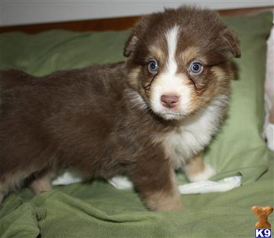 Miniature Australian Shepherd Puppies for Sale