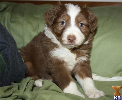 Miniature Australian Shepherd Puppies for Sale
