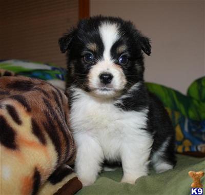 Miniature Australian Shepherd Puppies for Sale