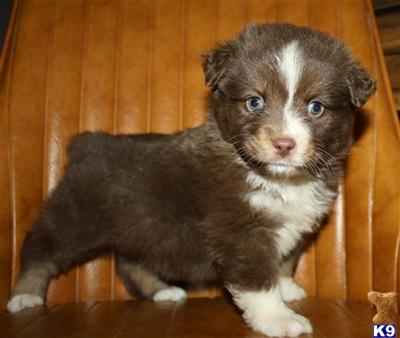 Miniature Australian Shepherd Puppies for Sale