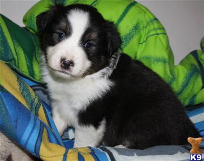 Miniature Australian Shepherd Puppies for Sale