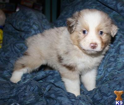 Miniature Australian Shepherd Puppies for Sale