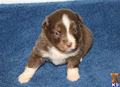 Miniature Australian Shepherd Puppies for Sale