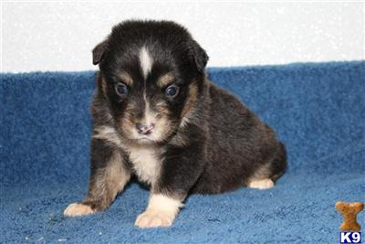 Miniature Australian Shepherd Puppies for Sale