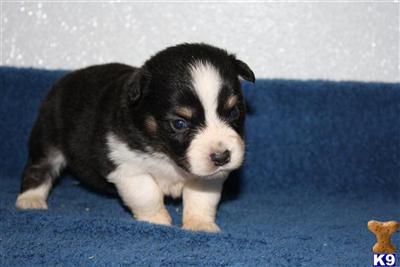 Miniature Australian Shepherd Puppies for Sale