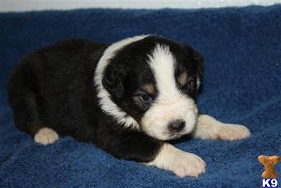 Miniature Australian Shepherd Puppies for Sale